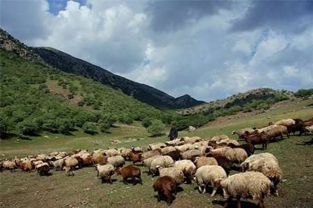وجود 110 هزار بهره بردار مراتع در آذربایجانغربی وجود 110 هزار بهره بردار مراتع در آذربایجانغربی