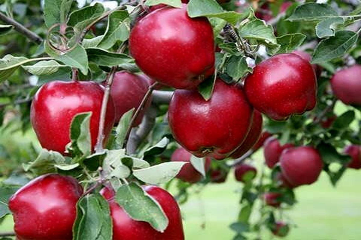 پیش‌بینی تولید حدود ۹۵۰ هزار تُن سیب درختی امسال در آذربایجان‌غربی