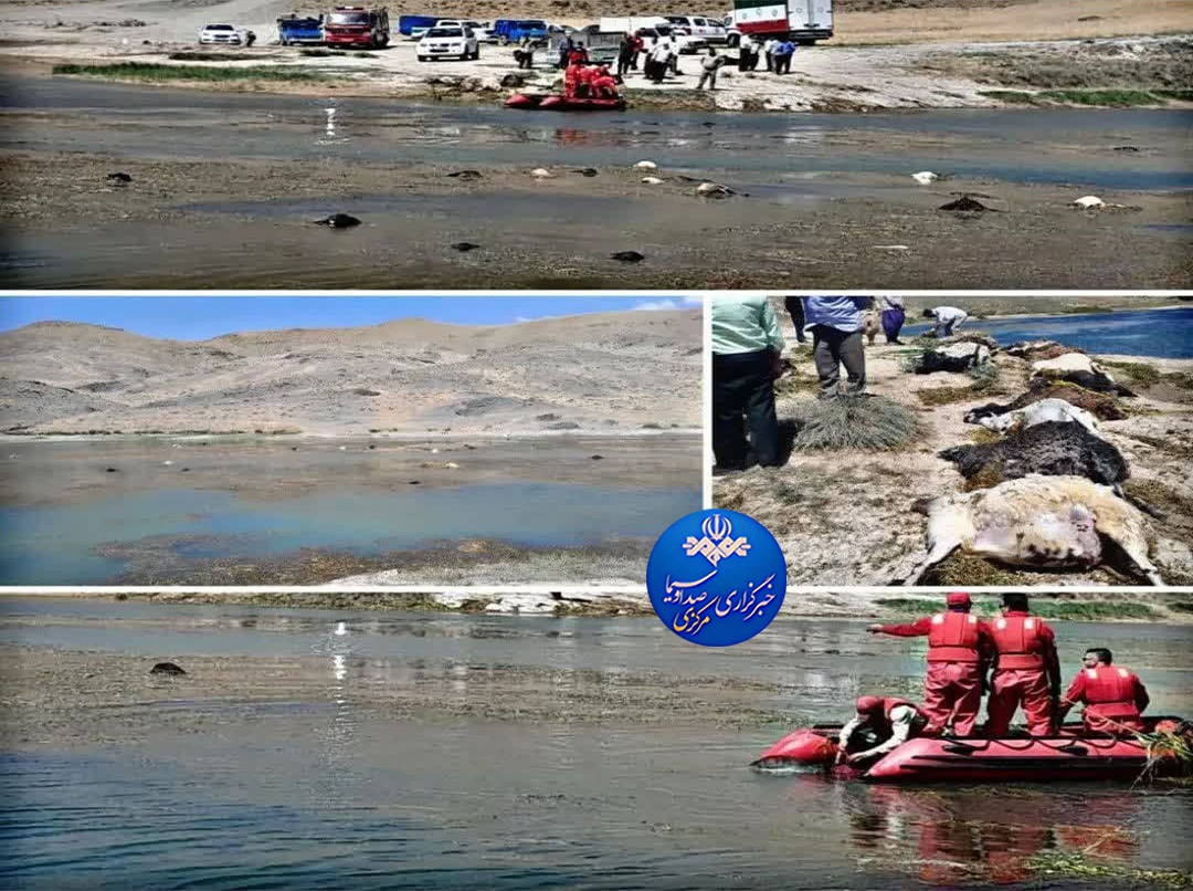 تلف شدن ده‌ها راس گوسفند