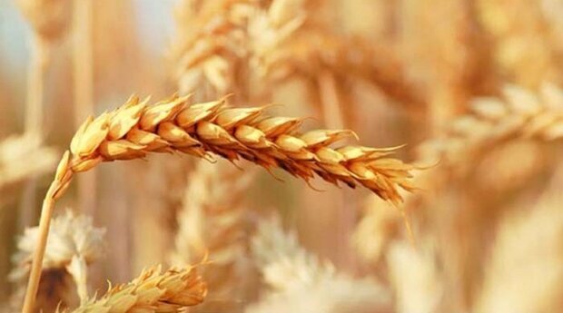 واریز ۱۳۶ همت به حساب گندمکاران واریز ۱۳۶ همت به حساب گندمکاران