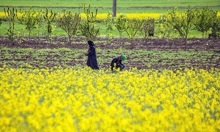 آغاز کشت کلزا در گرمسیر آغاز کشت کلزا در گرمسیر