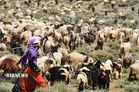 تولید ۲ هزار و ۹۱۰ تن گوشت قرمز در شیروان تولید ۲ هزار و ۹۱۰ تن گوشت قرمز در شیروان