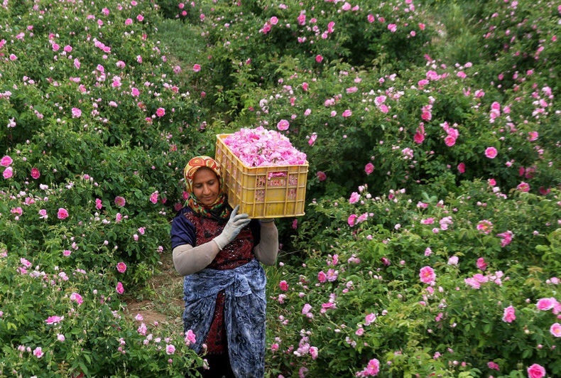 برگزاری همایش ایران؛ سرزمین گل محمدی برگزاری همایش ایران؛ سرزمین گل محمدی