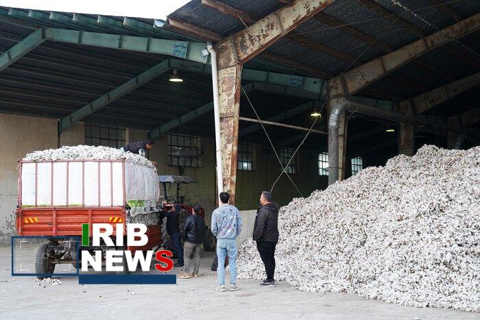 برداشت ۴۷ هزار تن پنبه در اردبیل برداشت ۴۷ هزار تن پنبه در اردبیل