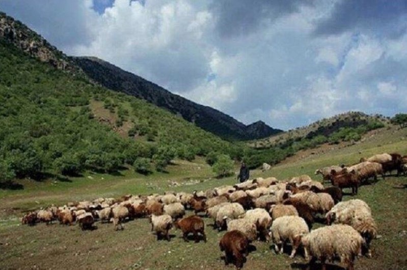 ممنوعیت ورود دام به مناطق حفاظت شده درگز به دلیل شیوع تب برفکی ممنوعیت ورود دام به مناطق حفاظت شده درگز به دلیل شیوع تب برفکی