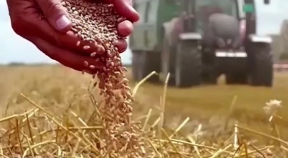 قیمت نهایی گندم تعیین شد قیمت نهایی گندم تعیین شد
