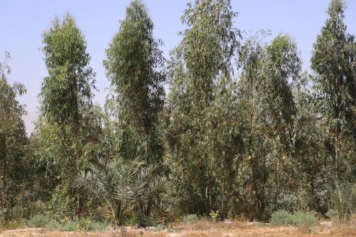 ایجاد جنگلهای چوب در جنوب فارس ایجاد جنگلهای چوب در جنوب فارس