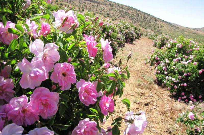 ایران؛ پیشگام جهانی در تولید گل‌محمدی و پیش‌بینی رونق صادرات «طلای مایع»