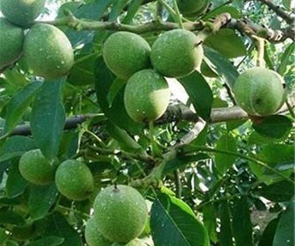 ارسال نهال گردوی پیوندی گواهیشده از همدان به ۲۳ استان ارسال نهال گردوی پیوندی گواهیشده از همدان به ۲۳ استان