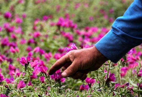 گاوزبان خوزستانی هنوز منقرض نشده است گاوزبان خوزستانی هنوز منقرض نشده است