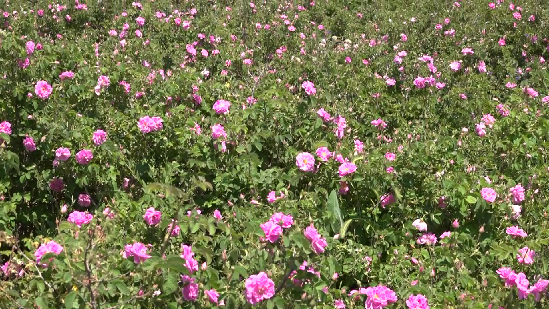 برداشت  گل محمدی در کبودراهنگ