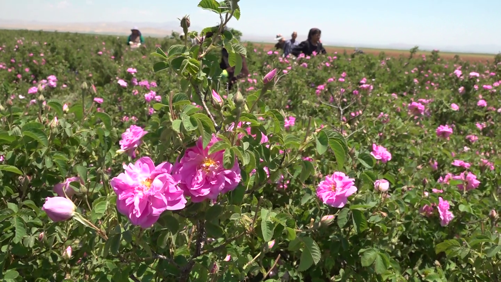 برداشت  گل محمدی در کبودراهنگ