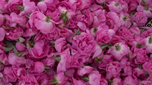 برداشت  گل محمدی در کبودراهنگ