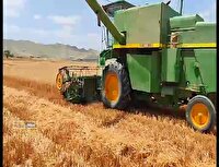 برداشت خوشه‌های طلایی گندم در خراسان شمالی