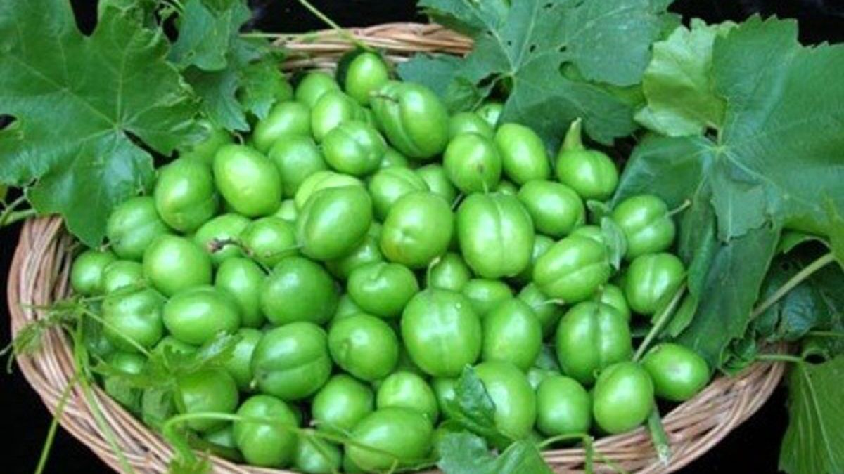 پایانی سبز برای فصل برداشت گوجه سبز در استهبان پایانی سبز برای فصل برداشت گوجه سبز در استهبان