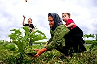 عضویت ۲۰ هزار نفر در صندوق حمایت از توسعه فعالیت‌های کشاورزی زنان روستایی