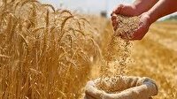 آغاز برداشت گندم در کلاله و جاری شدن زکات به خانه نیازمندان