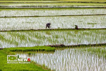 آغاز فصل نشاکاری برنج در روستاهای حصار و مشمپا استان زنجان