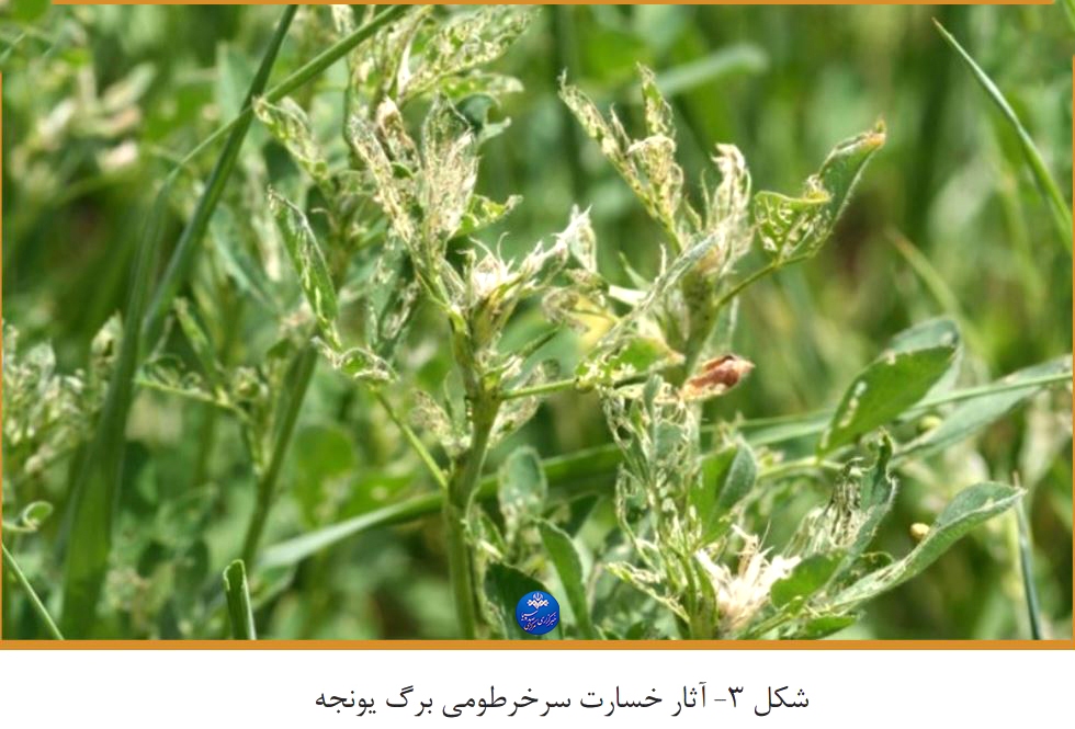 مدیریت مهمترین آفات ملکه گیاهان علوفه‌ای، یونجه