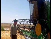 برداشت جو از مزارع اسفراین آغاز شد
