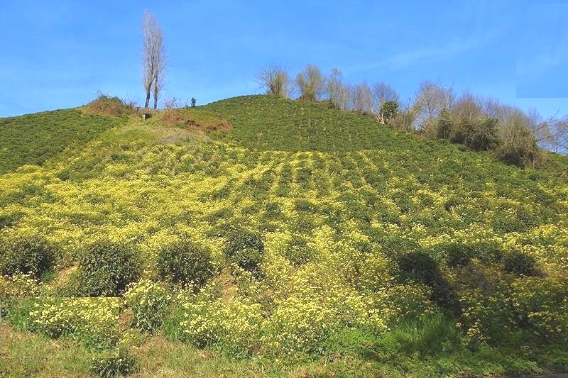 پایداری شرایط جوی و افزایش نسبی دمای هوای گیلان