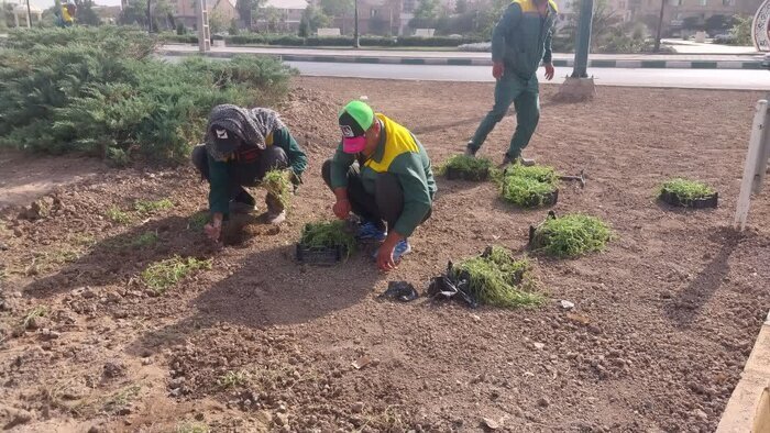حذف چمن از فضای سبز شهری با استفاده از گیاه «فیلا» یا «فیله آ»