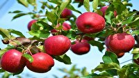 تولید ۵۲ درصد سیب با کیفیت آذربایجان‌شرقی در مراغه