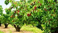 گذری بر بازارچه خوش رنگ و لعاب گیلاس در روستای فشند البرز