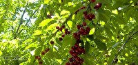 رکورد تولید گیلاس در کشور به نام قزوین ثبت شد