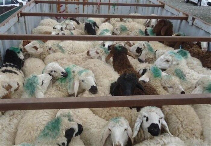 دستگاههای متولی برای کاهش قاچاق دام موظف به اقدامات پیشگیرانه دستگاههای متولی برای کاهش قاچاق دام موظف به اقدامات پیشگیرانه