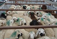برخورد با هر گونه حمل و نقل دام زنده خارج از ضوابط قانونی در خوزستان به عنوان کالای قاچاق