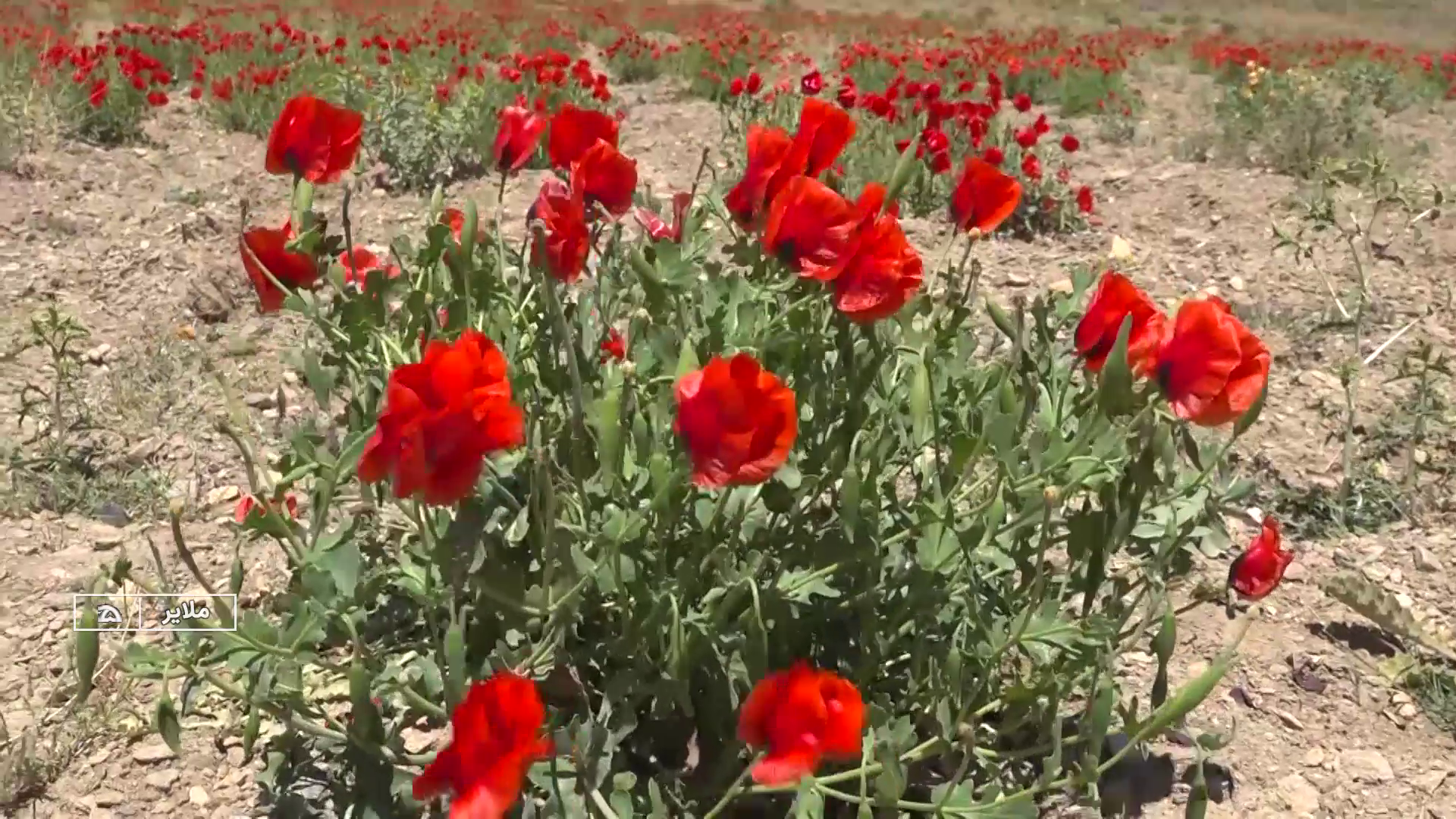 طبیعت همدان در خرداد ماه
