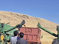 آغاز فصل خرید تضمینی گندم در مناطق معتدل استان کرمانشاه