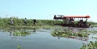 پاکسازی تالاب انزلی از گیاه مهاجم سنبل آبی و نفس تازه کردن این تالاب بین المللی
