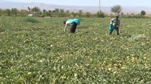 برداشت صیفی از ۷۰۰ هکتار از زمین‌های کشاورزی اردستان