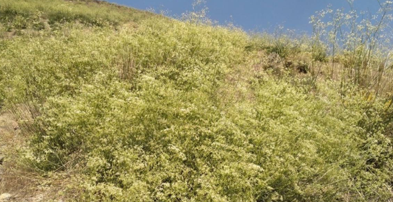 حفاظت از گونه نادر زنیان پیرکوه در منطقه حفاظتشده تنگ صیاد حفاظت از گونه نادر زنیان پیرکوه در منطقه حفاظتشده تنگ صیاد