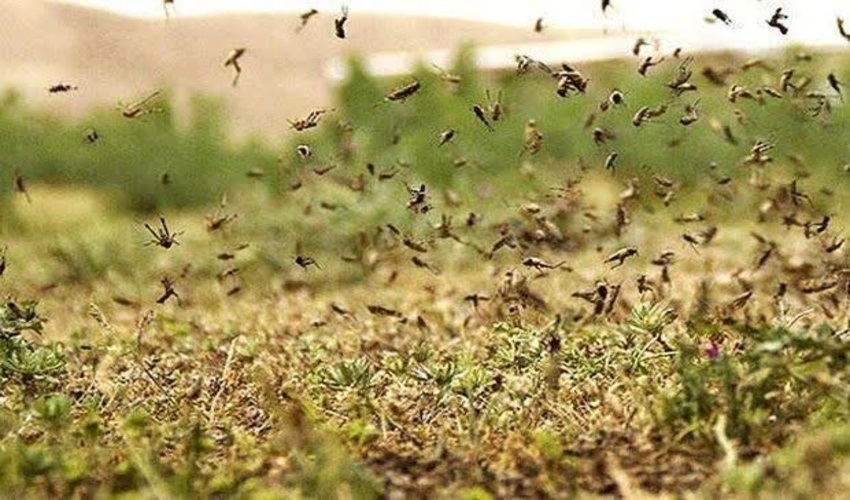 تداوم مبارزه با آفت ملخ کوهاندار در عرصه‌های بیابانی استان اصفهان