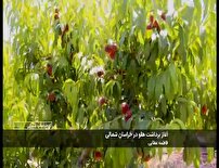 آغاز برداشت هلو از باغات خراسان شمالی