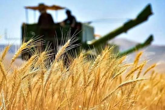 بشرویه جایگاه نخست خرید تضمینی گندم در خراسان جنوبی