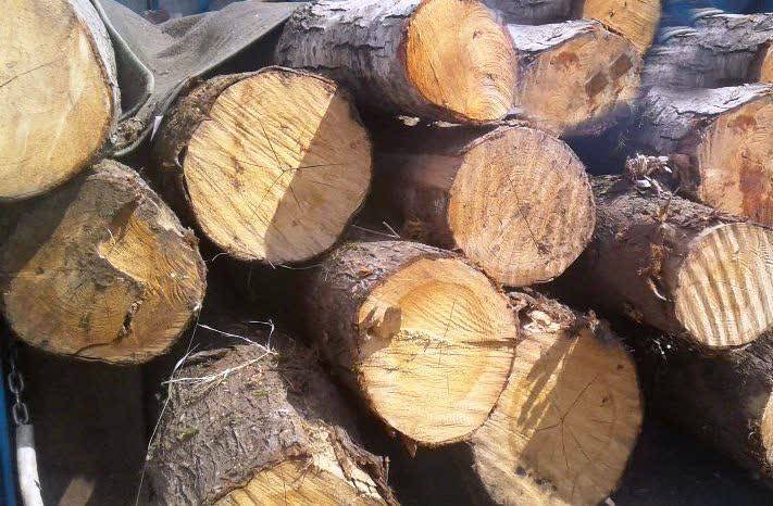 کشف ۱۰ تن چوب قاچاق در بوانات کشف ۱۰ تن چوب قاچاق در بوانات