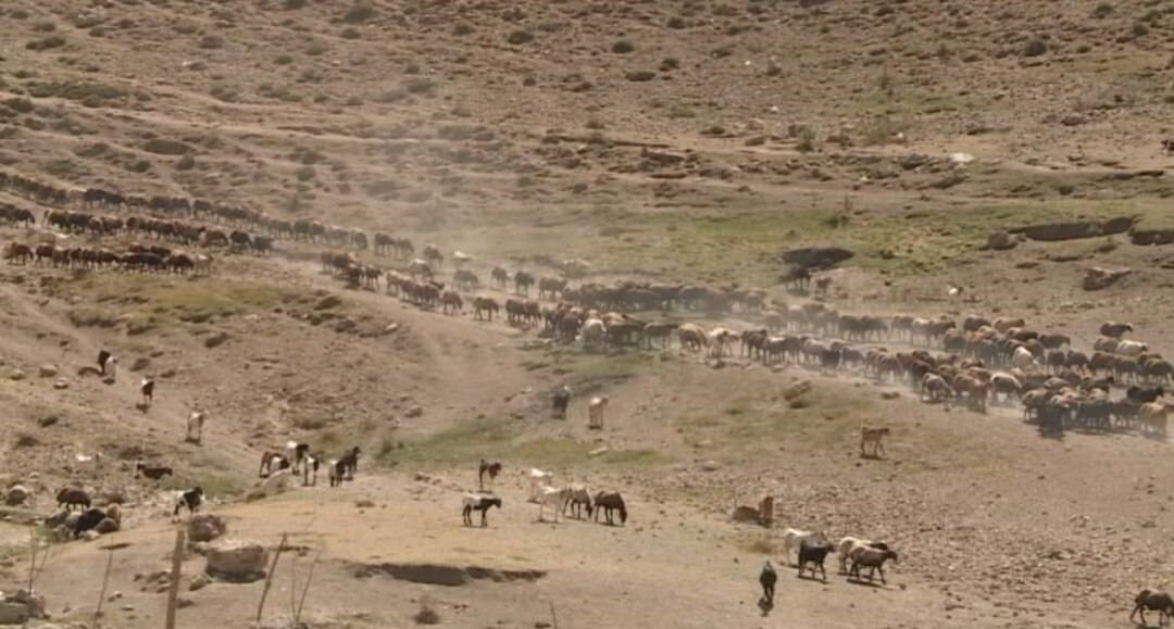 ورود ۷۳۰ هزار رأس دام سبک به مراتع تهران؛ پیش‌بینی تولید ۶۷ هزار تن محصولات لبنی و پروتئینی