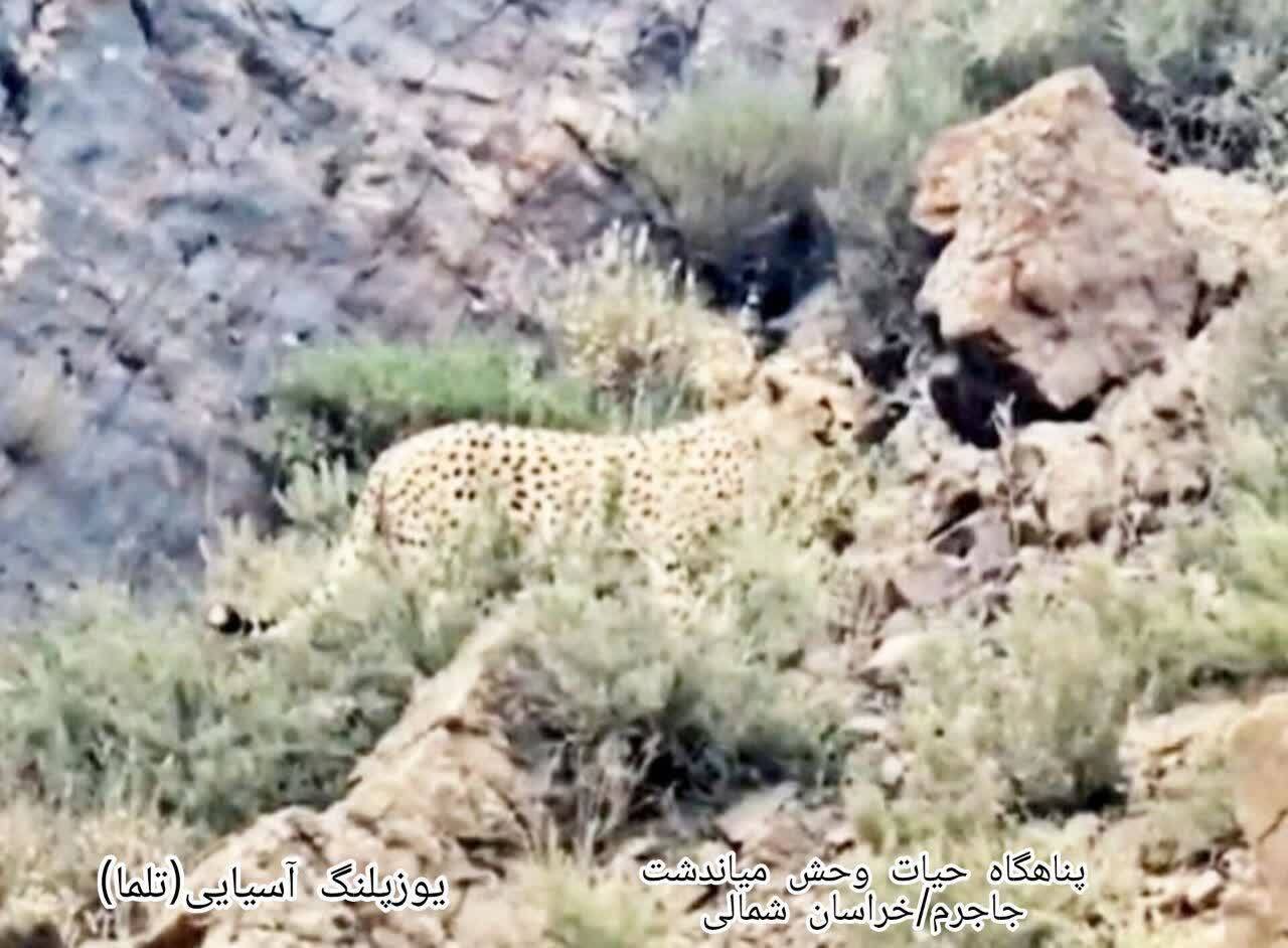 یوزپلنگ تلما میهمان جدید خراسان شمالی یوزپلنگ تلما میهمان جدید خراسان شمالی