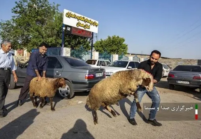 توصیه های رئیس سازمان دامپزشکی برای قربانی های روز عید