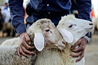 بازرسی بهداشتی ۲۷۷ رأس دام و ۲۳۶ لاشه قربانی در زنجان